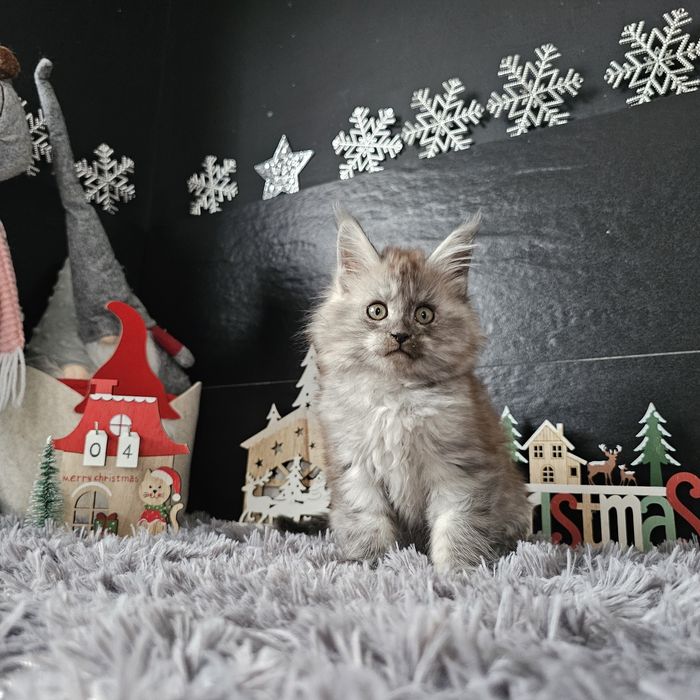 Koteczka dymna   Maine coon rodowód fpl