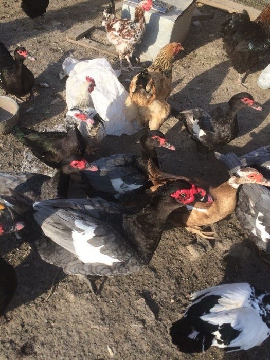 Продам кури різних порід