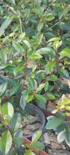 Plantas eugenias para sebes últimas unidades a partir 3€