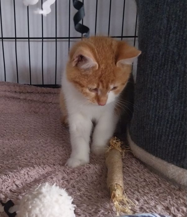 Cudowny Rio szuka domu