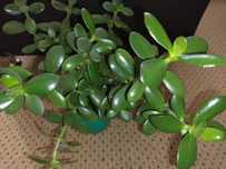 Kwiatek Grubosz drzewko szczęścia i Sansevieria