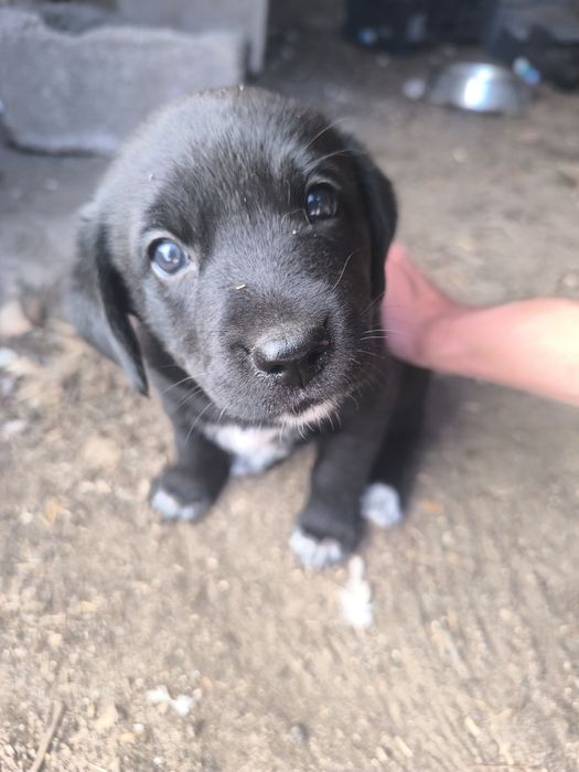 Cães para adoção
