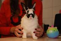 Карликовые декоративные кролики - подростки и взрослые