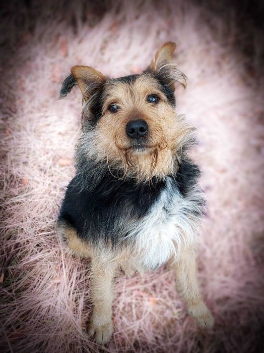 RAZER - żywiołowy, terierkowy, idealny dla aktywnych