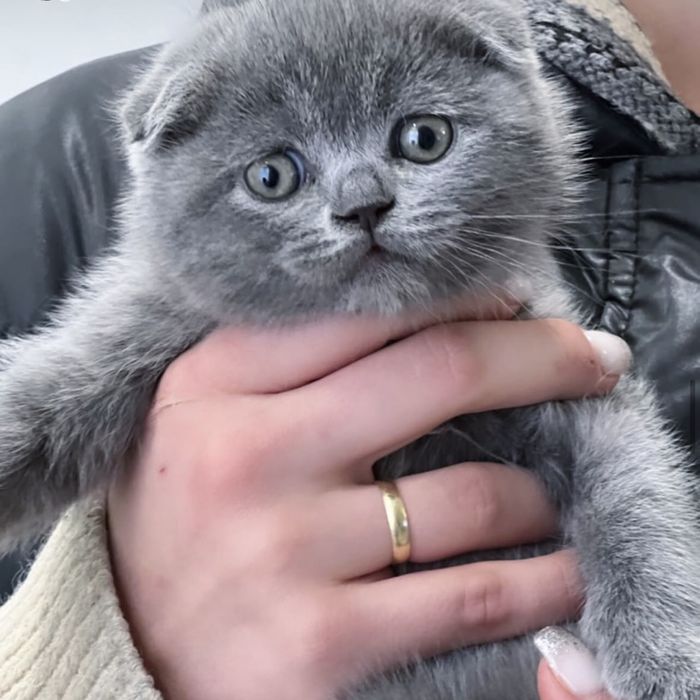 Кошенята дуже гарні