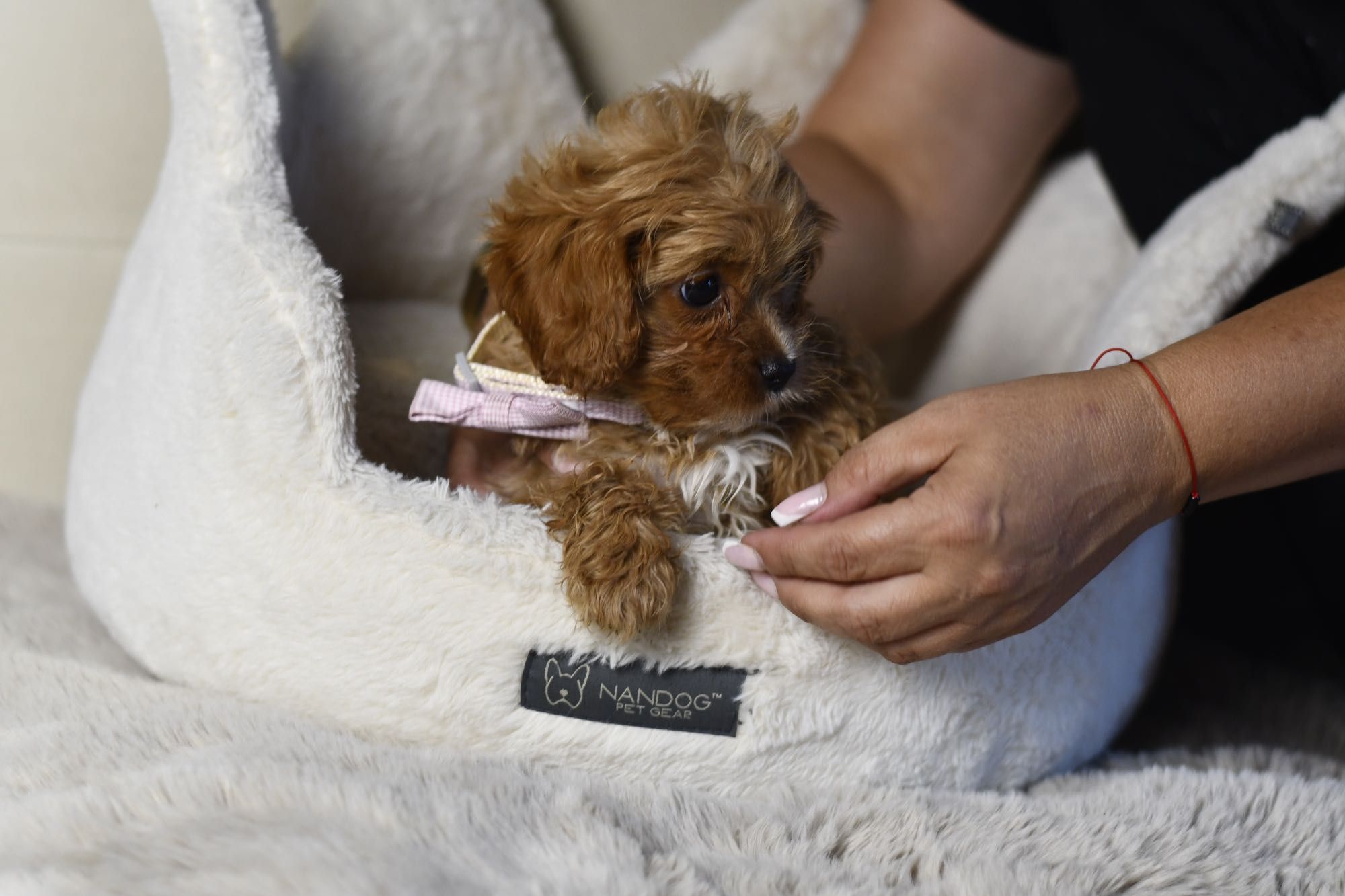 Cavapoo F1 RED BROWN wyjątkowa dziewczynka gotowa do odbioru