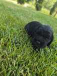 Cocker Spaniel Angielski