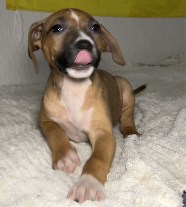 Цуценята амстафа