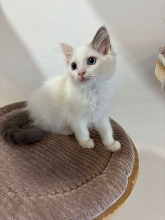 Ragdoll Felinoterapia Piękny Kot FIFE FPL