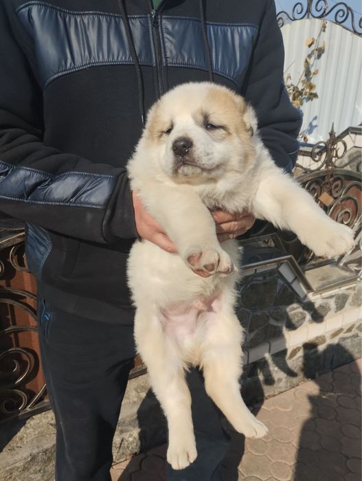 Продам цуценят Алабая