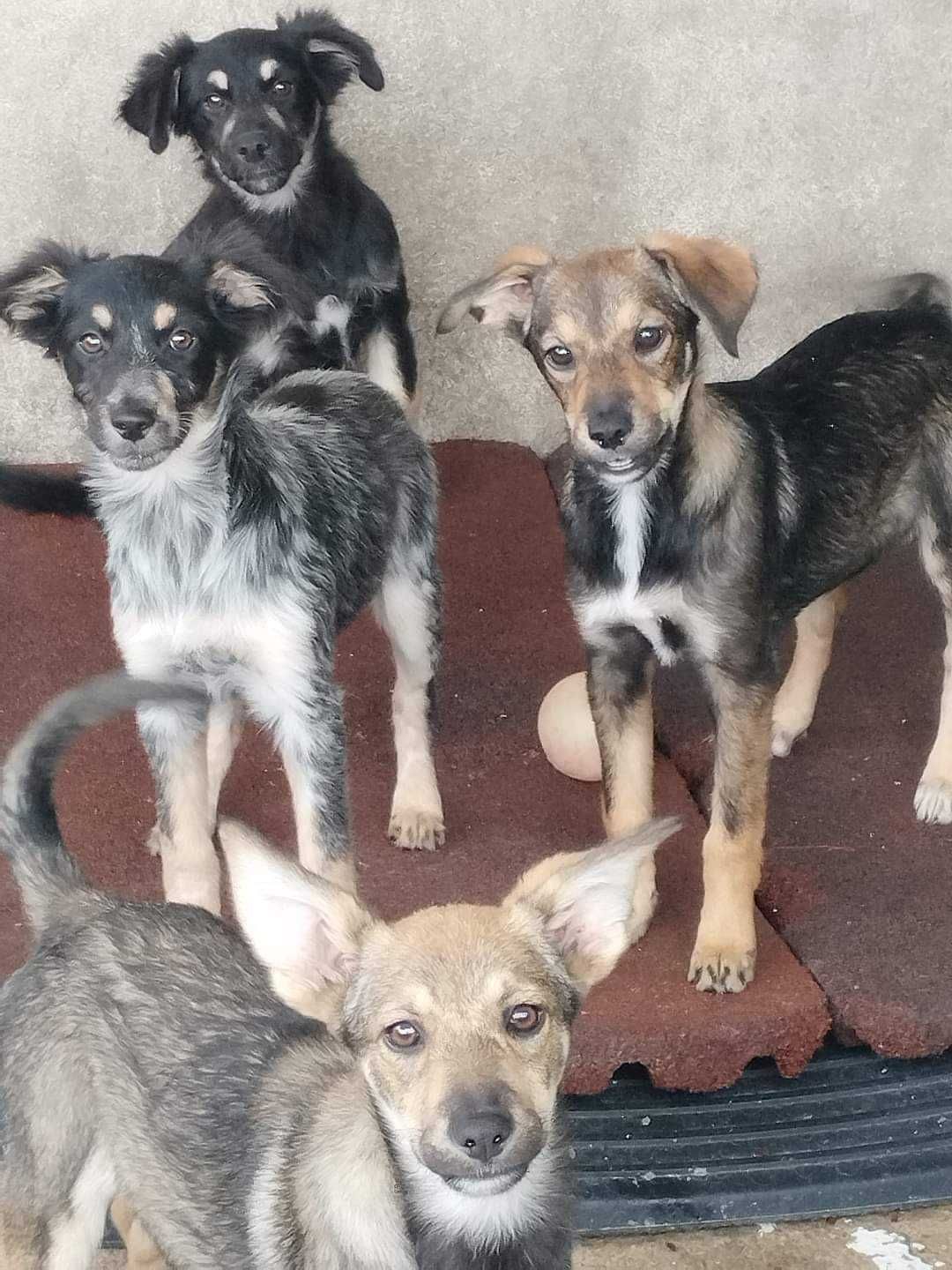 CACHORRAS (Fêmeas, 3 Meses, Porte Médio) Para Adopção