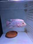Flowerhorn 15cm