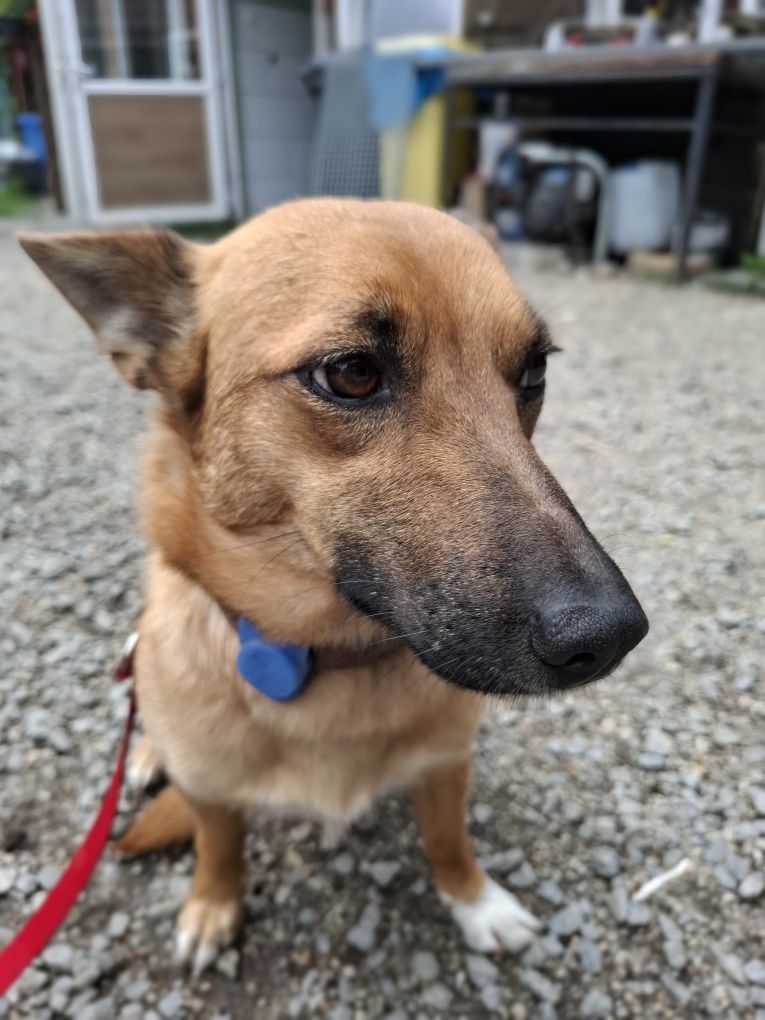 Irenka- słodka roczna sunia do adopcji