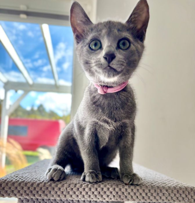 Kocięta rosyjskie niebieskie z rodowodem FPL - koteczka