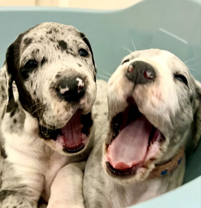 Dogue Alemao Merle com Lop