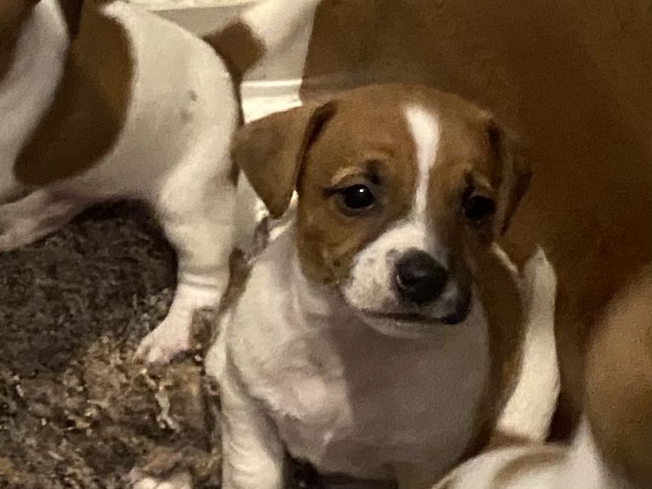 Sprzedam pieska rasy Jack Russell Terrier