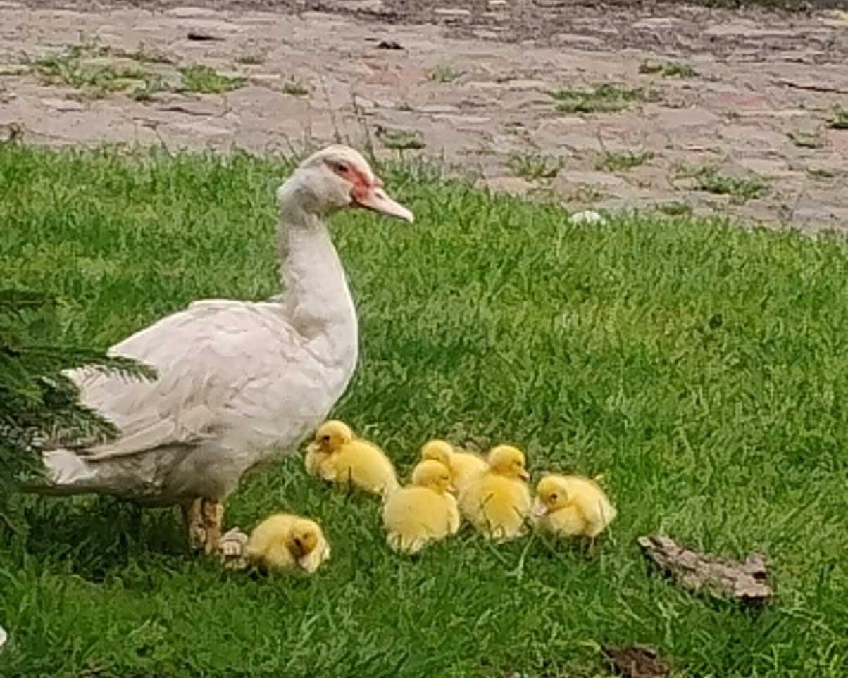 Kaczka z młodymi Kaczuszki