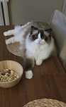 Kot Ragdoll adopcja