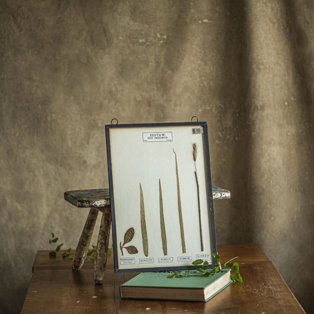 Gablotka botaniczna z lat 70tych