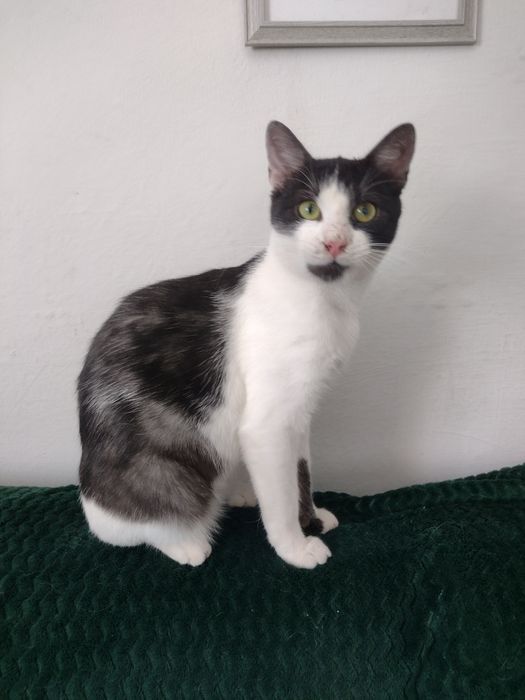 Tymianek - przeżył cudem, teraz czeka na dom