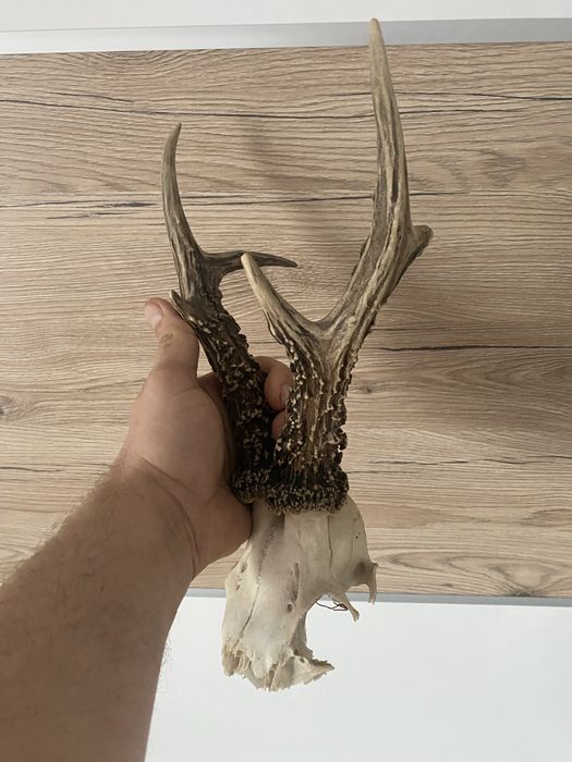 Parostki rogi kozła poroże