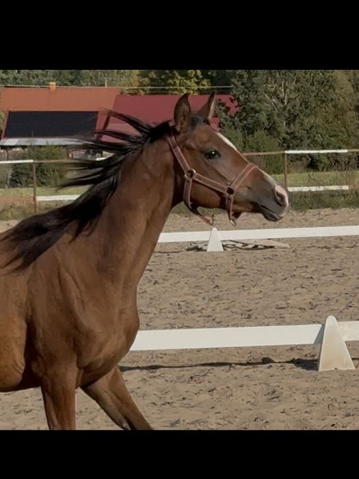 Klacz arabska -  Sanago / Wadis