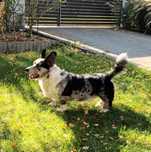 Welsh Corgi Cardigan dorosły pies