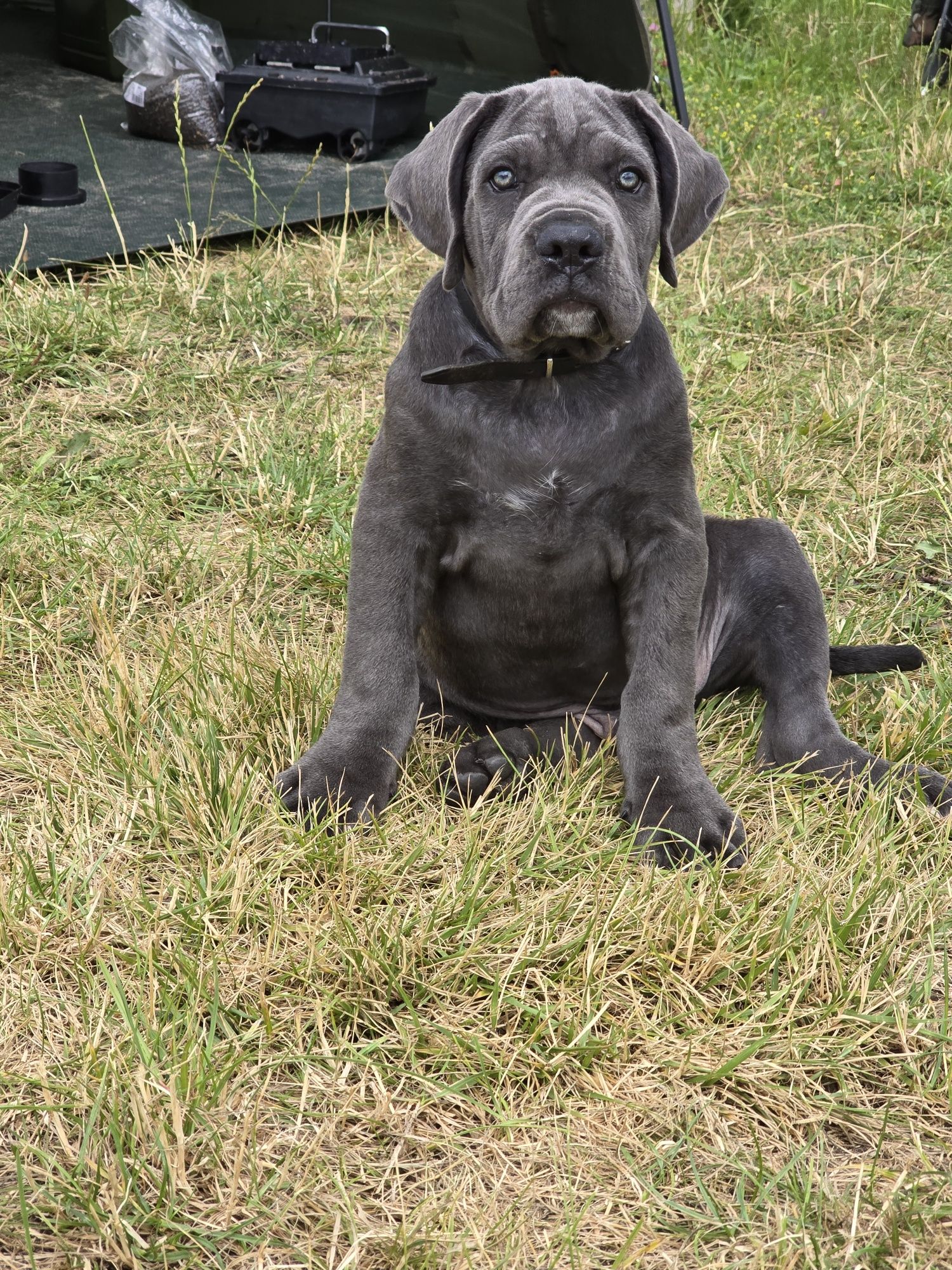 Cane Corso szczeniak suczka