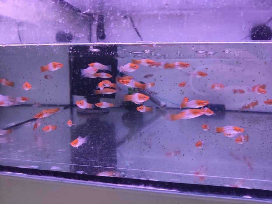 Peixe Espada    kohaku