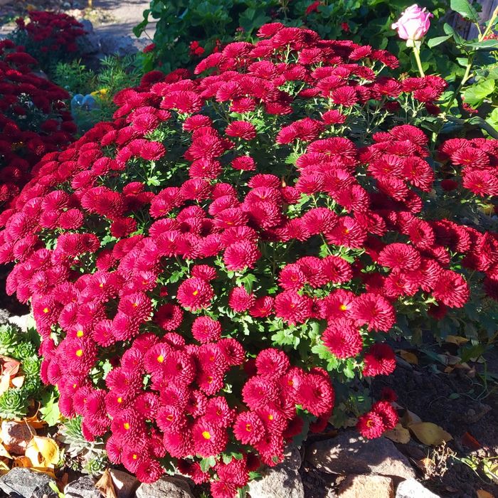 Хризантема мультифлора бордова і висока біло-жовта