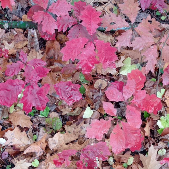 Декоративные кустарники