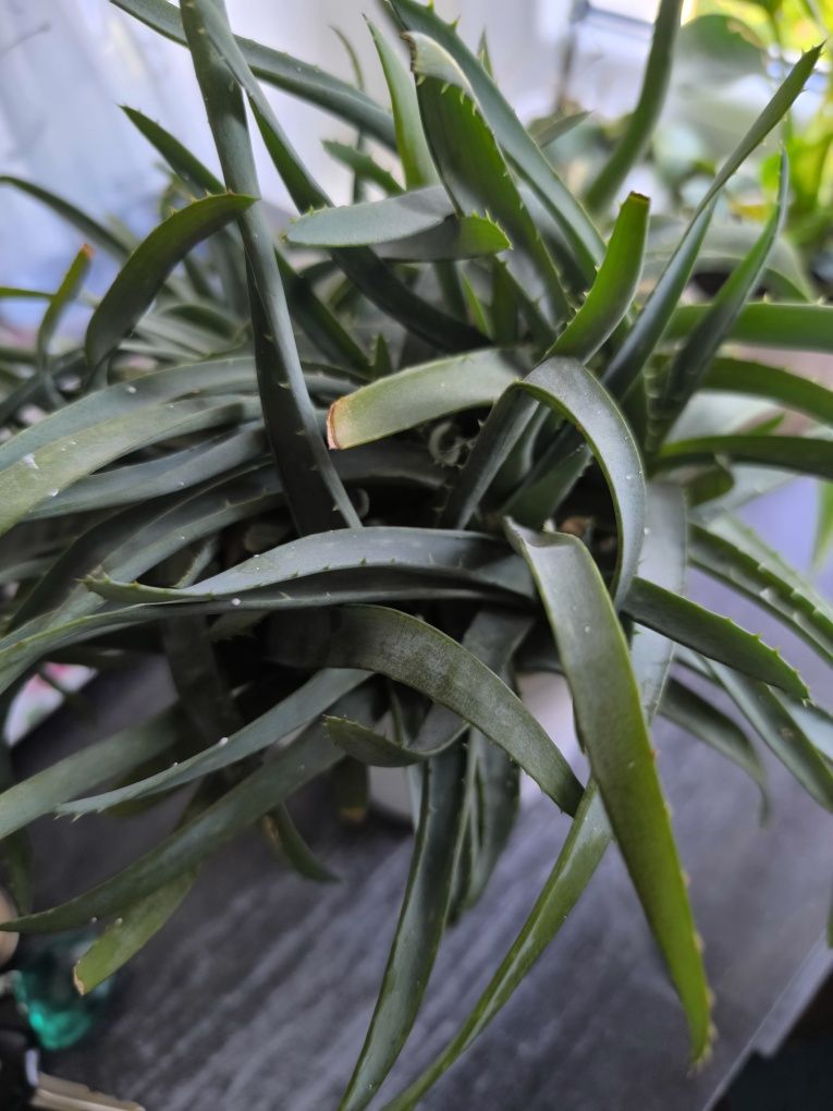 Aloes w doniczce