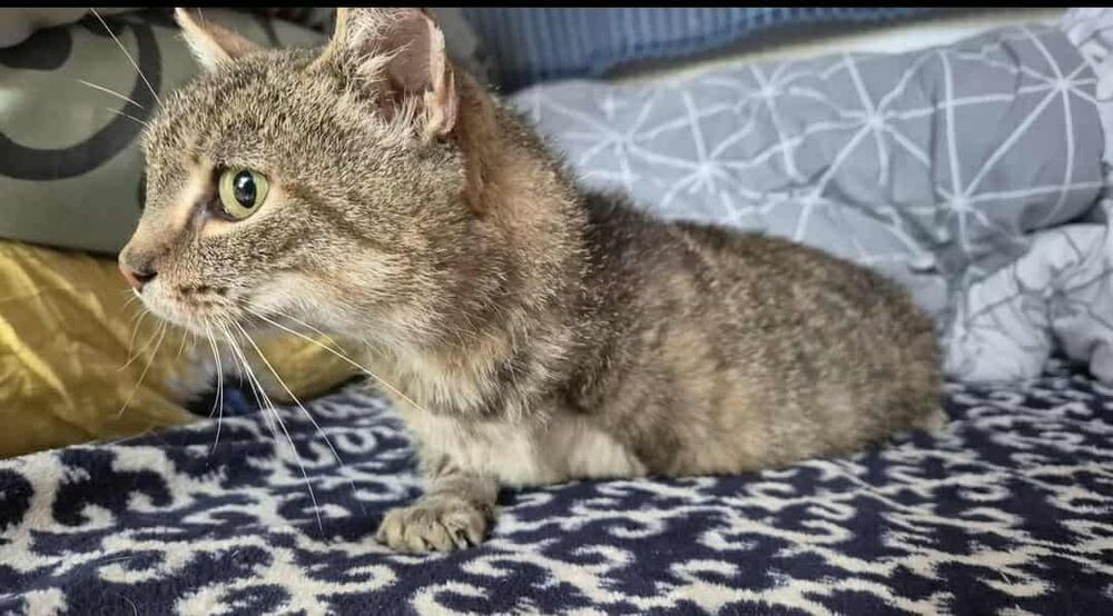 Grzeczna i miziasta Trinity szuka domu