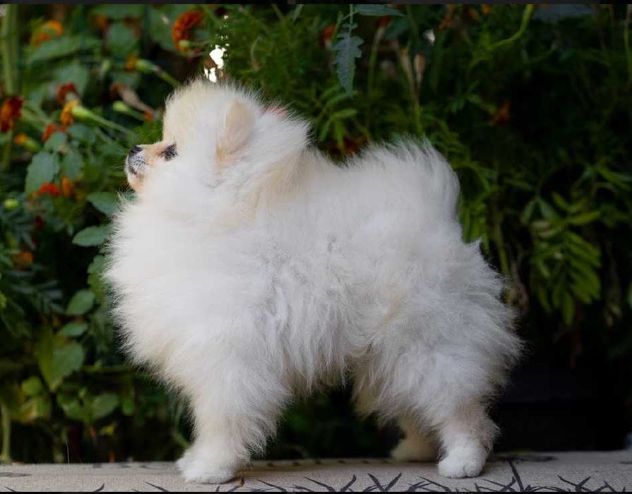 Померанский шпиц.щенки.