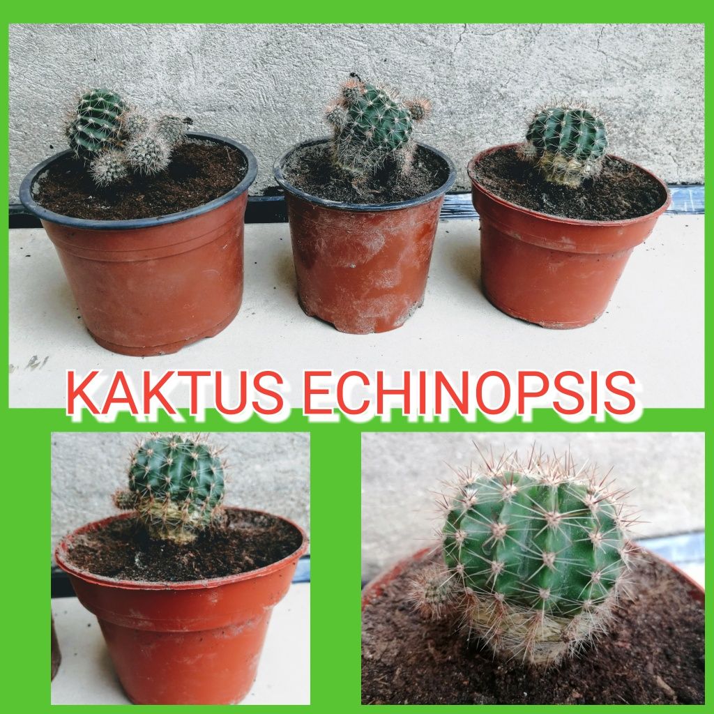 Kaktus Echinopsis w doniczce