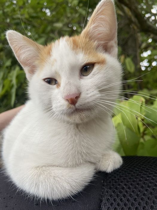 3-miesięczna kotka szuka domu