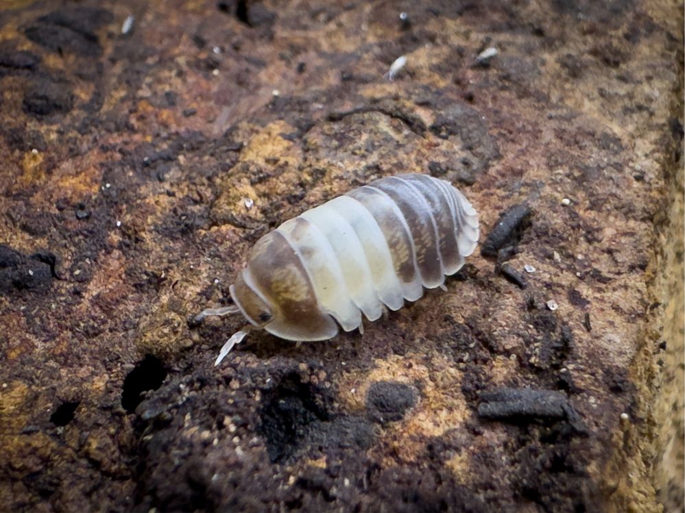 Izopody Cubaris sp. “Panda King” 12szt. - ekipa sprzątająca