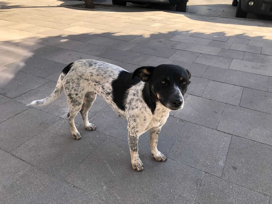 Собака, невелика собака, собачка