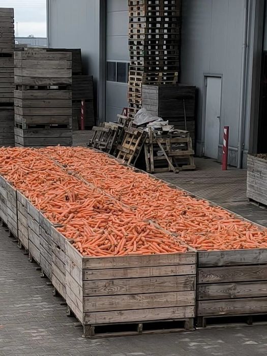 Sprzedam marchew i buraki odpadowe