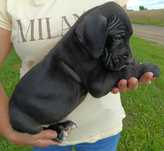 Dog niemiecki pies