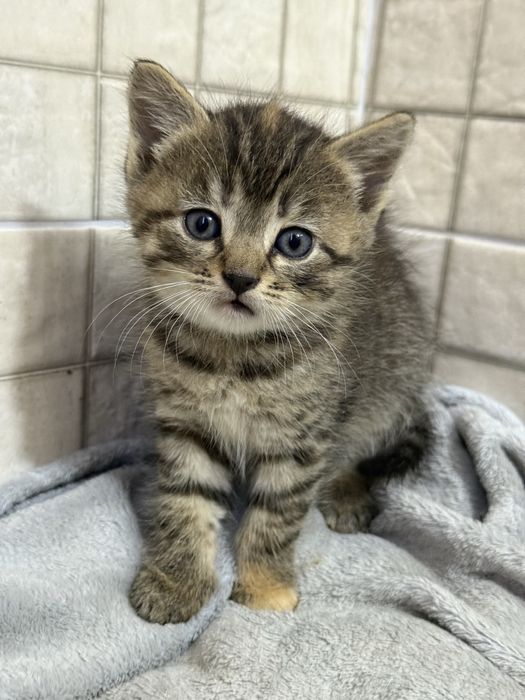 Віддам в добрі руки маленьких кошенят!