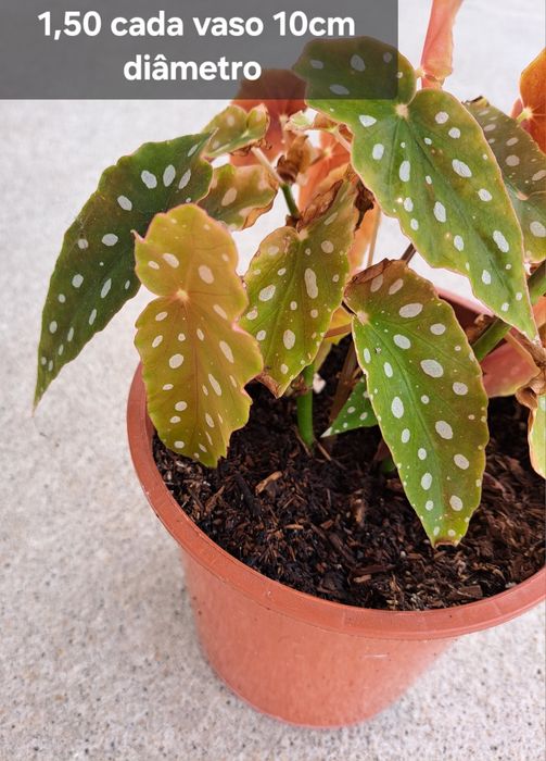Plantas  suculentas