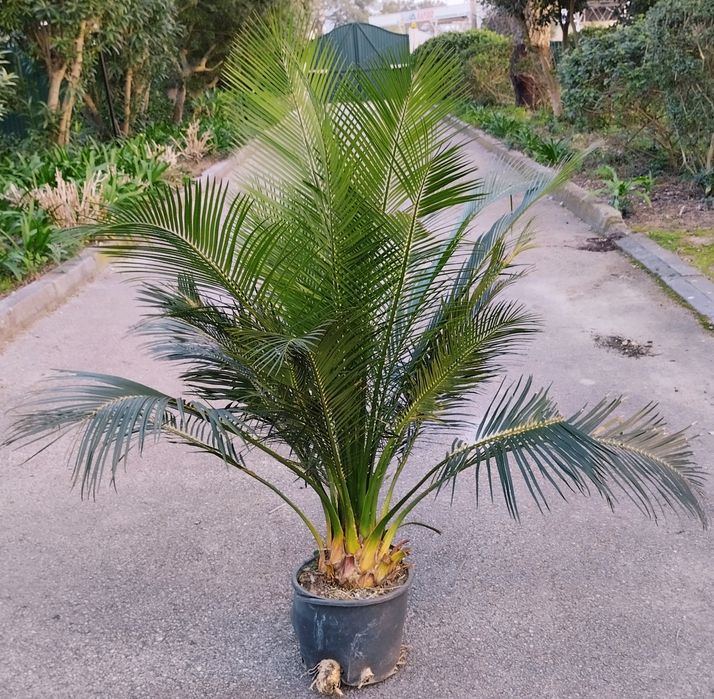 Macrozamia miquelii