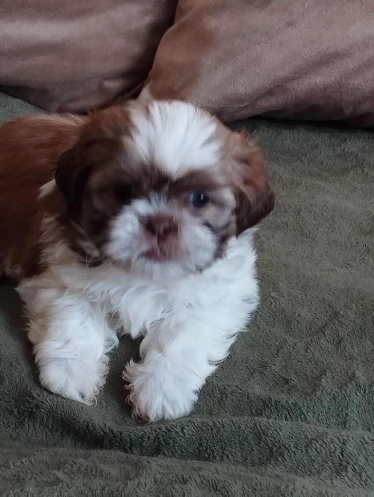 Shih TZU suczka do rezerwacji