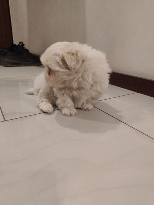 Pekińczyk piesek  biało ekri rodowód