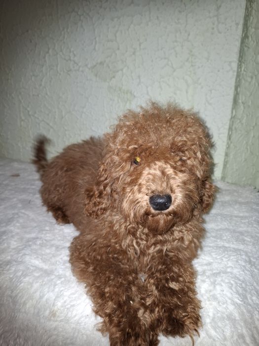 Пуделя мальчики 6 месяцев.