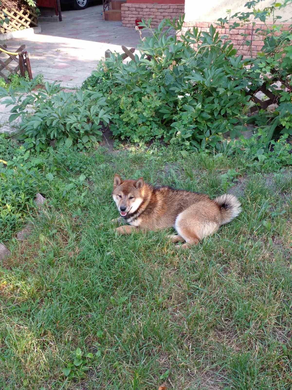 Щенки Шиба ину, шиба іну, сиба ину, сіба іну, shiba inu