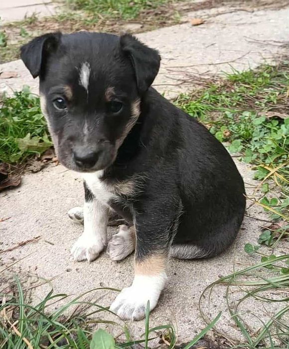 Malutki piesek potrzebuje domu