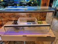 Wąż klasyczny z terrarium