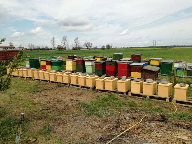 Pszczoły, rodziny pszczele